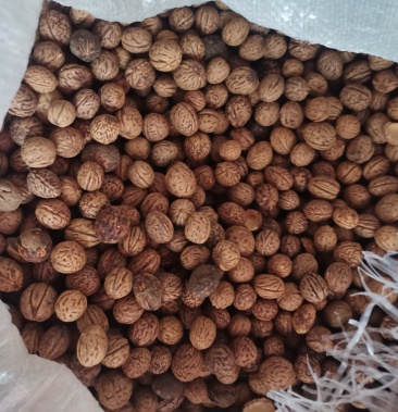 [毛桃核批发]毛桃核价格2.00元/斤 - 一亩田