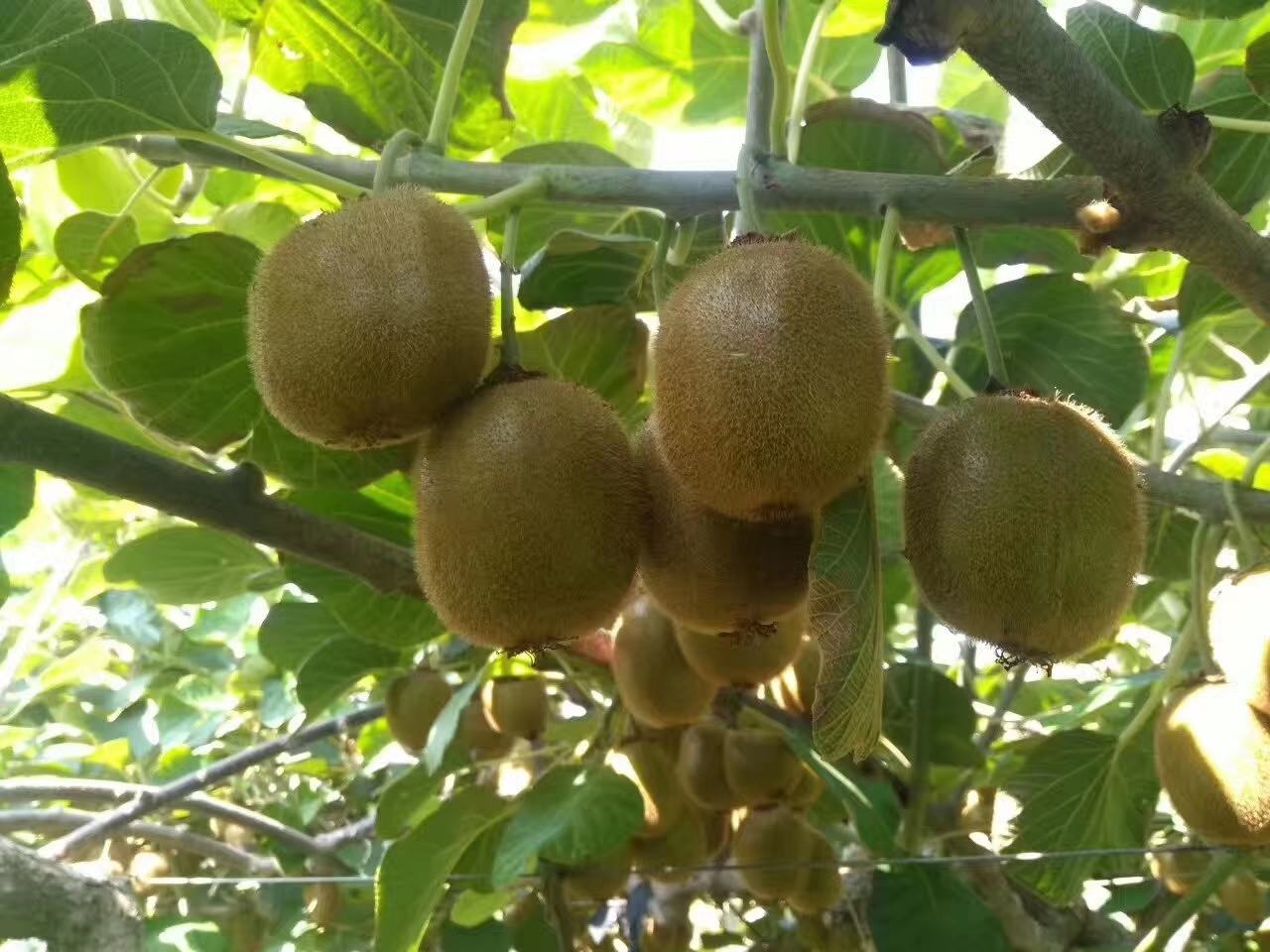 一株健康的海沃德猕猴桃藤蔓,叶片呈心形,边缘有锯齿,藤上挂着多个成熟初期的椭圆形果实,果皮褐色带细绒毛,背景为阳光透过树叶形成的斑驳光影,展示其自然生长环境 海沃德猕猴桃植株特写