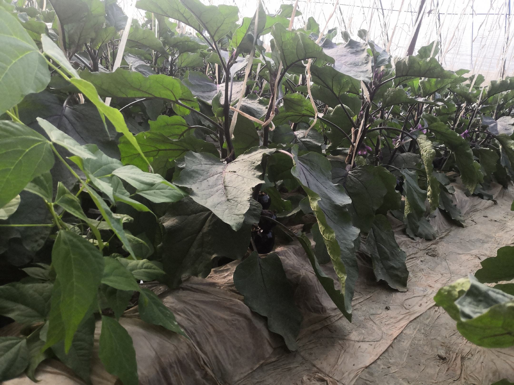 江南亚区茄子秋茬避雨育苗现场