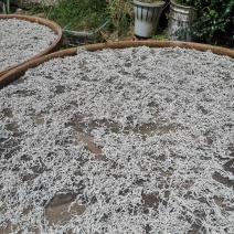 高山莓茶