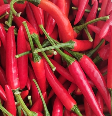 自己种植的朝天椒品种(新52)有需要的联系