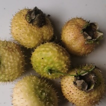 大量刺梨鲜果