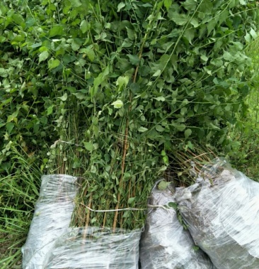 大量出售两年优质青梅苗两块钱一颗欢迎订购咨询