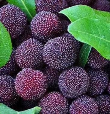 [杨梅苗批发]杨梅:东魁,台梅,黑炭价格15.00元/棵 - 一亩田