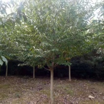 娜塔栎/娜塔栎种苗/苗木种苗/栎树苗/林木树苗/种苗