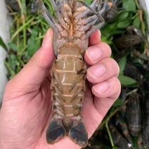 龙虾
