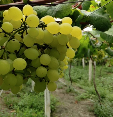 [葡萄批发]清场 精品香玉葡萄,无籽 纯甜,串型漂亮,口感巴适,好吃价格