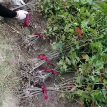 娜塔栎/娜塔栎树苗/种苗/苗木种苗/栎树苗/原生苗