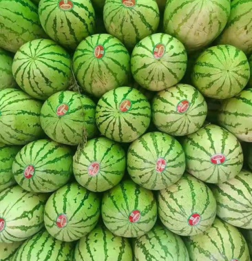 宁夏中卫石头瓜10斤起