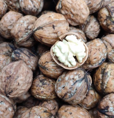 鲜新漾濞大泡核桃,皮薄肉满