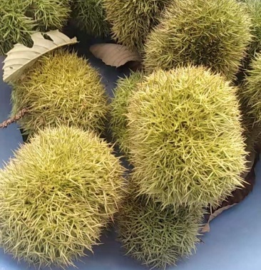 板栗板栗刺球信阳板栗刺球批发零售欢迎选购