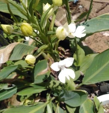 [双肾草批发]双肾草价格30.00元/斤 - 一亩田