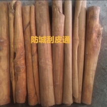 野生桂皮味浓含油量高黄通10公分-30公分广西防城香料