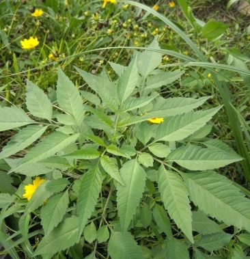 [土大黄批发]小鬼叉子草五吨价格9.00元/斤 - 一亩田