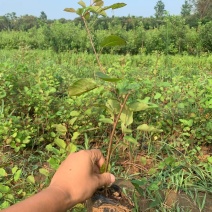 黄栌不同高度都有苗圃种植基地直发，品质好价格低