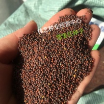 雪里红种子雪菜咸菜种子农家秋季播蔬菜种子大叶小叶雪里蕻种