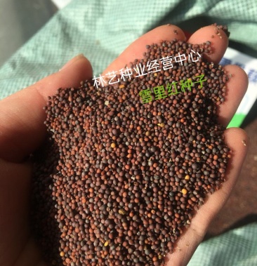 雪里红种子雪菜咸菜种子农家秋季播蔬菜种子大叶小叶雪里蕻种
