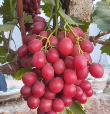 [葡萄苗批发]中国红玫瑰.自然无核.口感硬.脆.甜.