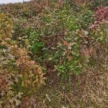 娜塔栎/娜塔栎树苗/种苗/苗木/栎树种苗/林木树苗/原生