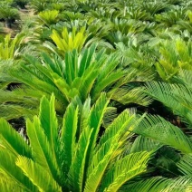 苏铁/铁树/花卉盆景/观叶植物/铁树/林木树苗/原生态树