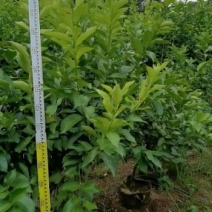 柠檬树安岳柠檬袋苗黄柠檬5公分