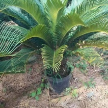苏铁/铁树/花卉盆景/观叶植物/铁树/原生态树苗/林木树