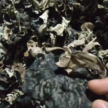 小三茬毛木耳黑木耳饭店食堂专用木耳地摊跑量木耳干货