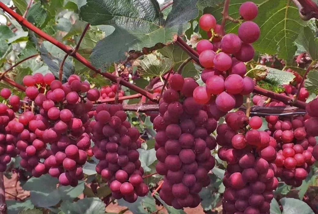 新疆无籽玫瑰香青提种植园全景图,展示整齐排列的藤蔓与果穗 无籽玫瑰香青提果园实景