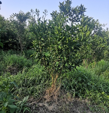 [红橘苗批发]红橘苗价格1.00元/棵 - 一亩田