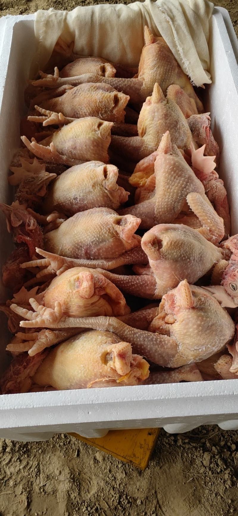 清真净膛500天老母鸡,低价位高品质,阳信伊穆清真食品有