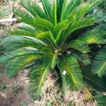 铁树/花卉盆景/观叶植物/铁树/原生态树苗/林木种苗