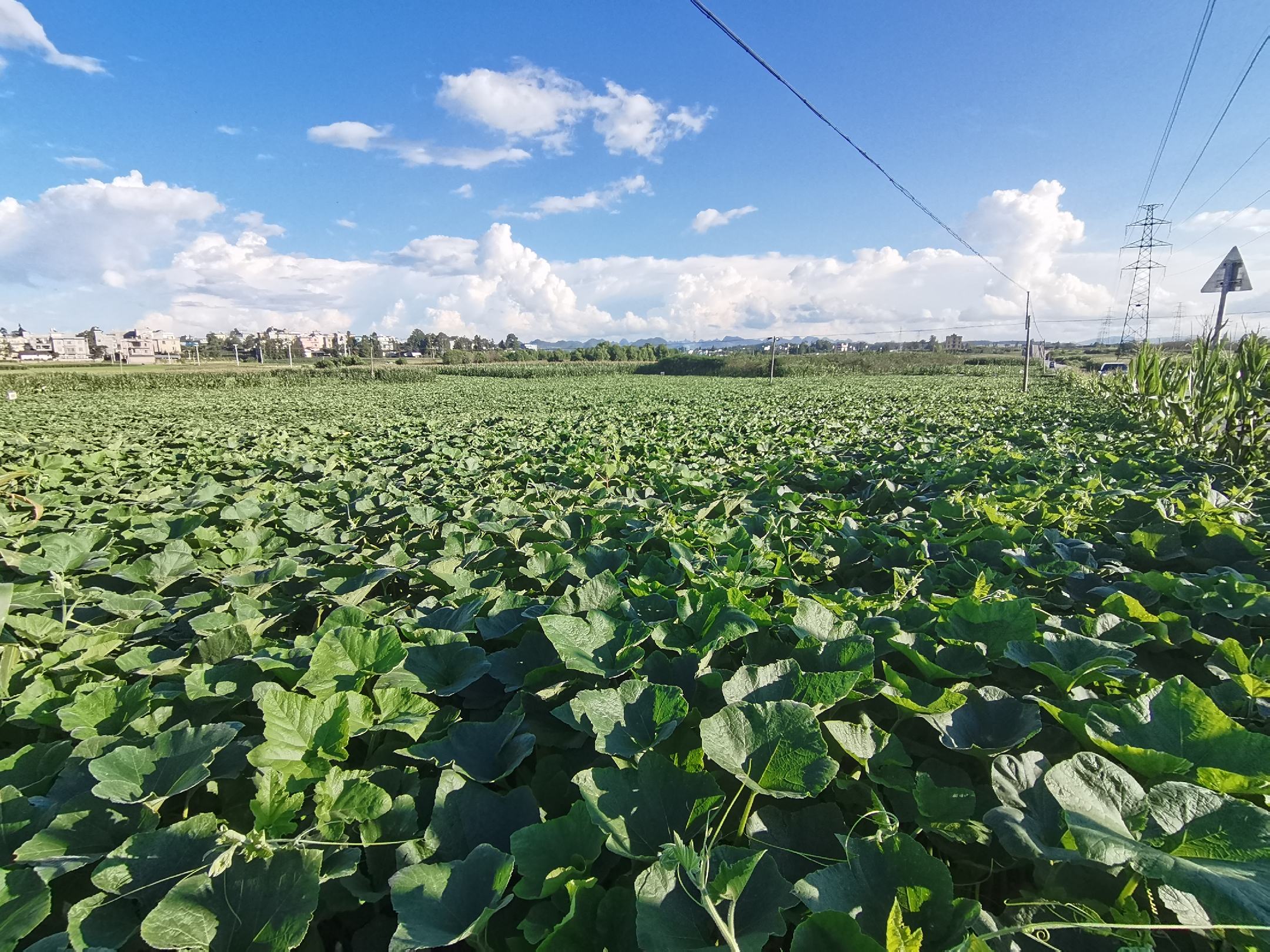 蜜本南瓜在云南红河州梯田边缘生态种植场景