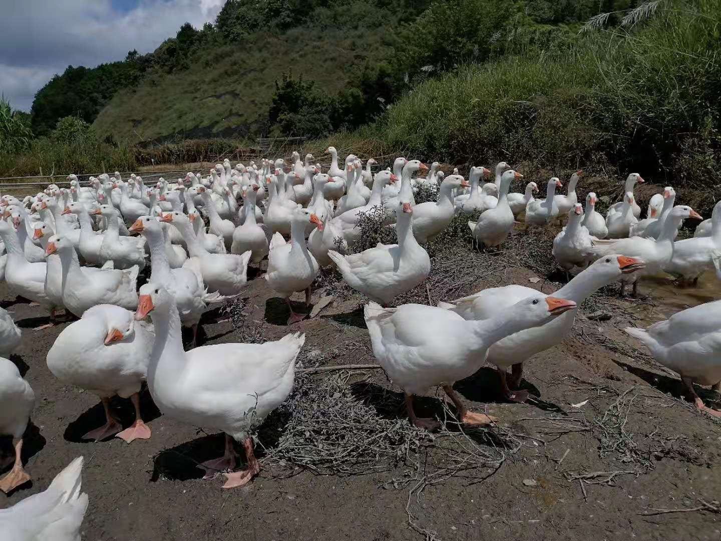 南瓜切块与鹅群采食图