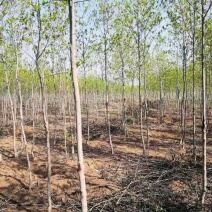 杜仲/绿化苗木/乔灌木/杜仲树/原生态树苗/林木树苗