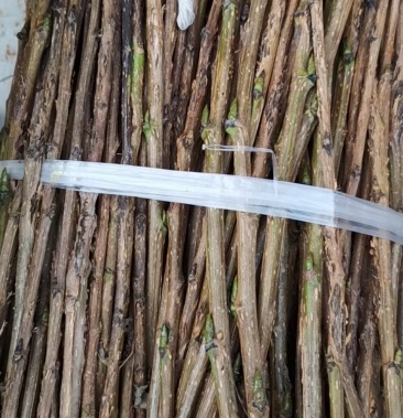 大量批发金蝉卵枝种苗质量好无空枝