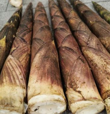 [竹笋批发]金佛山方竹笋价格15.00元/斤 - 一亩田