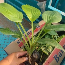白花玉簪，规格齐全，一手货源，大量有货，基地直发