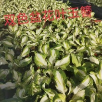 花叶玉簪，规格齐全，一手货源，大量有货，基地直发