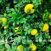 刺梨