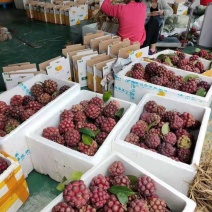 黑老虎