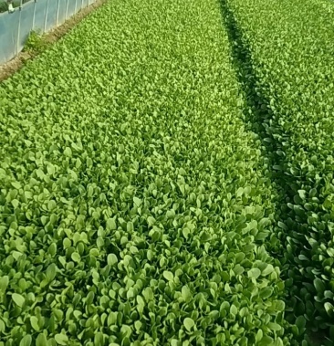 [鸡毛菜批发]鸡毛菜价格2.00元/公斤 - 一亩田