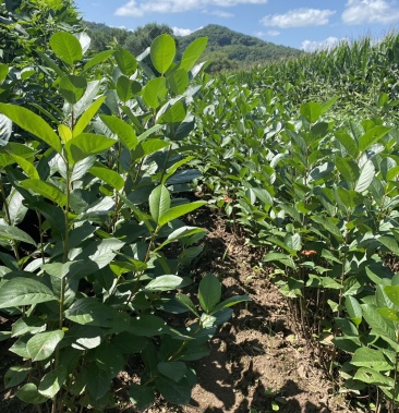 自家工程苗,栽地苗,黑果花楸,三年,多条