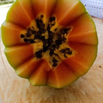 大青木瓜，几百亩产地现场发货，大量有货，可供市场，电商。