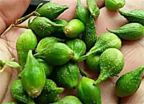 伏牛山道地连翘青翘特写