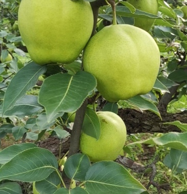 [酥梨批发]山东滨州阳信早酥梨基地早酥梨个大皮薄肉嫩满口香甜无核