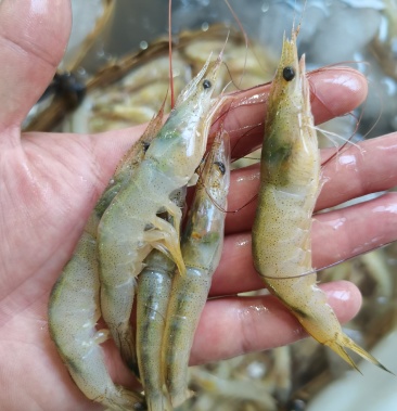 基围虾,小黄虾,精品,带膏,60头左右适合.酒店,社区团