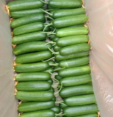 小游精品水果黄瓜脆甜现摘发现货全国包邮京东快递