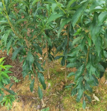 蜂糖李子苗嫁接苗原生苗四月李苗原产地直发