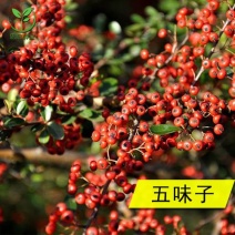 五味子种子野生药用特菜种籽阳台种菜农家药材盆栽爬藤