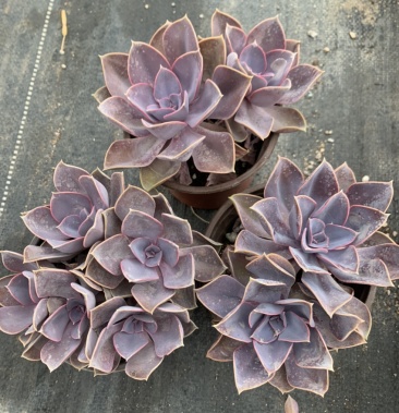 丁香紫珍珠 欧版紫珍珠 紫丁香盆栽多肉 云南种植基地